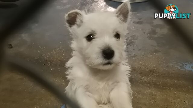 West Highland White Terrier