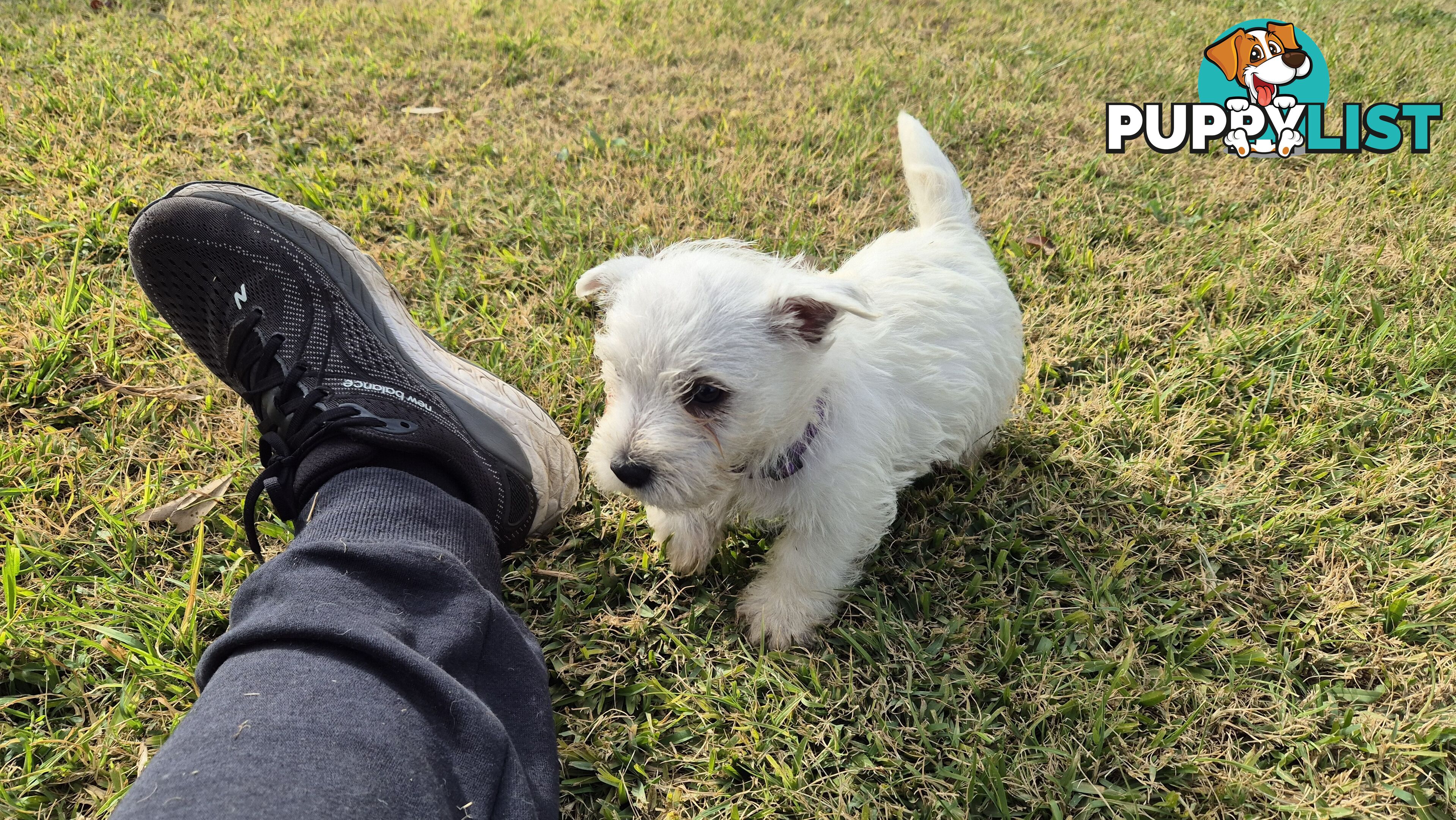 West Highland White Terrier