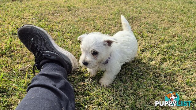 West Highland White Terrier