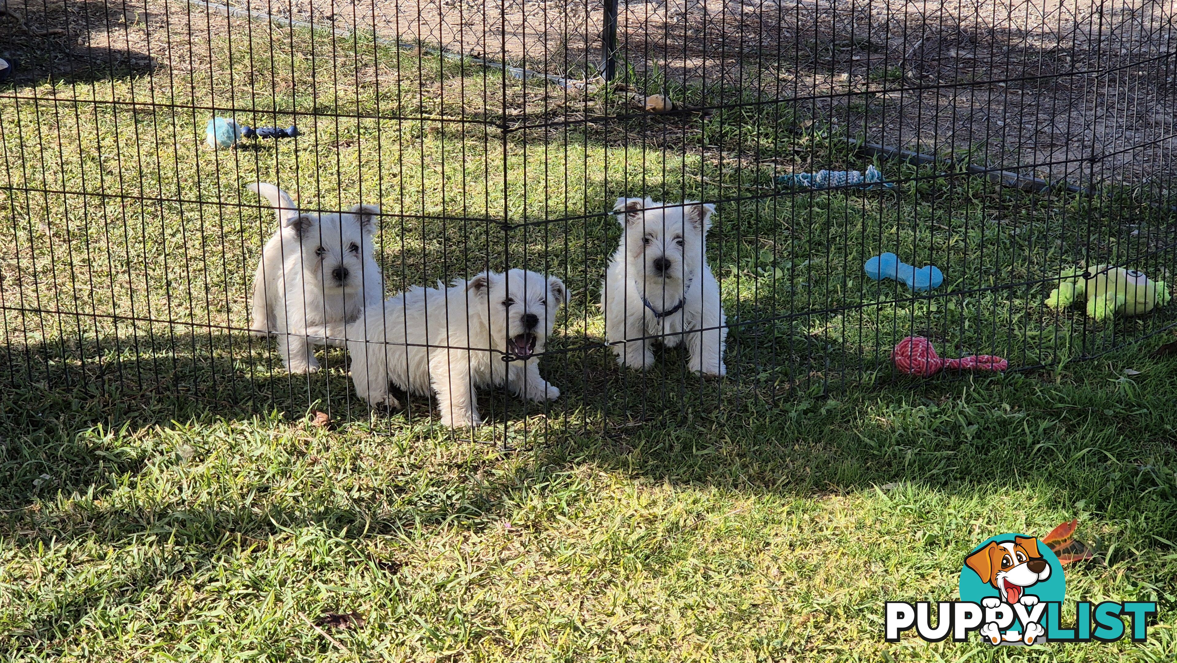 West Highland White Terrier
