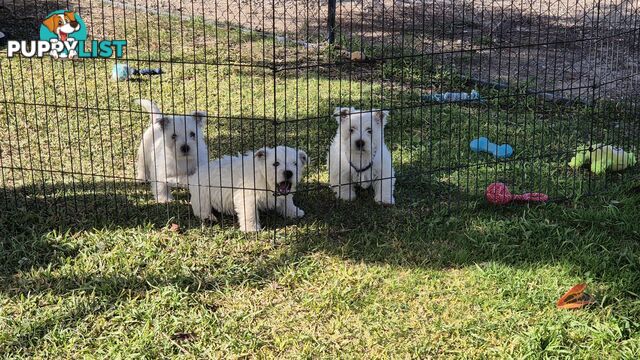 West Highland White Terrier