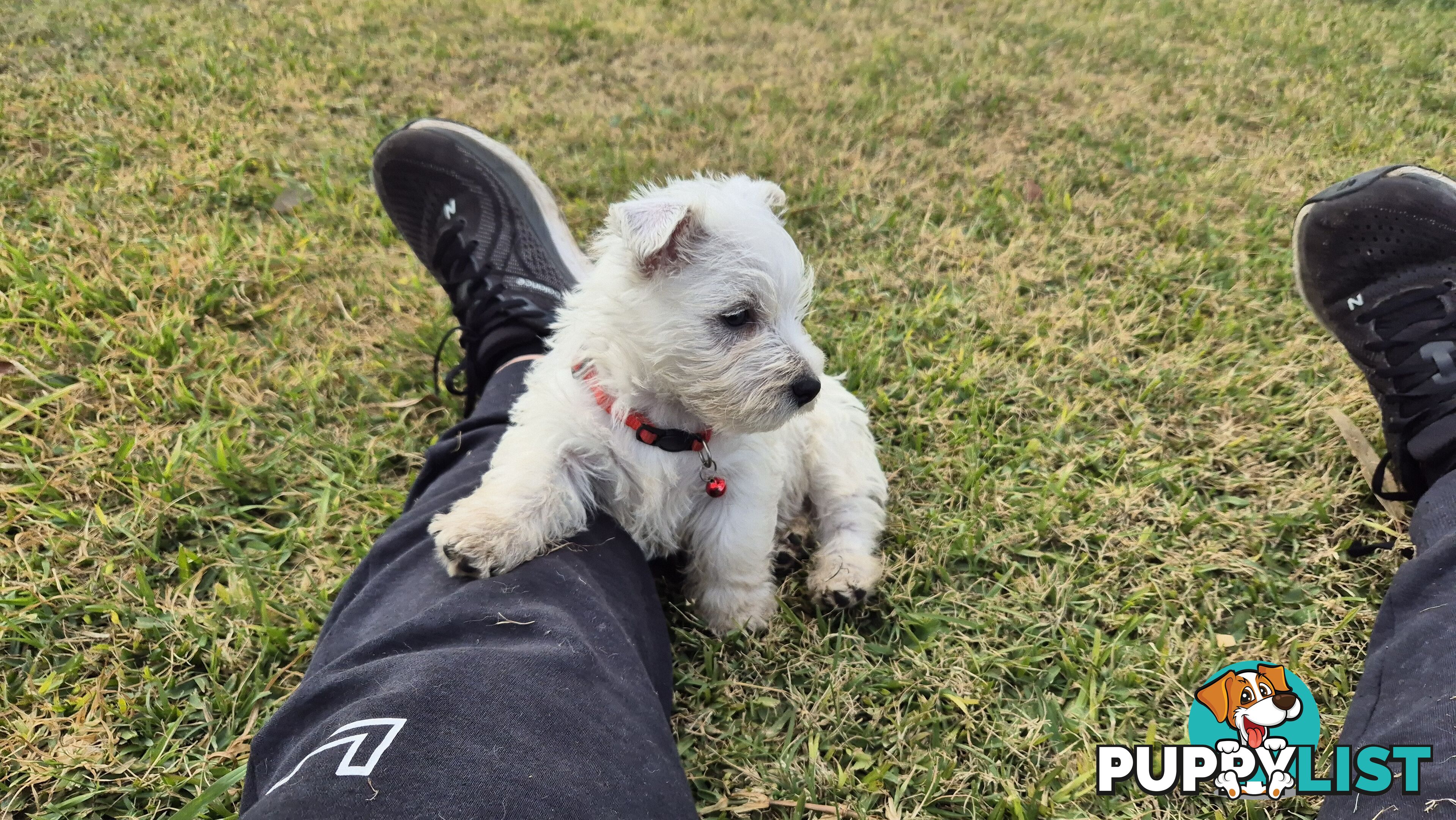 West Highland White Terrier