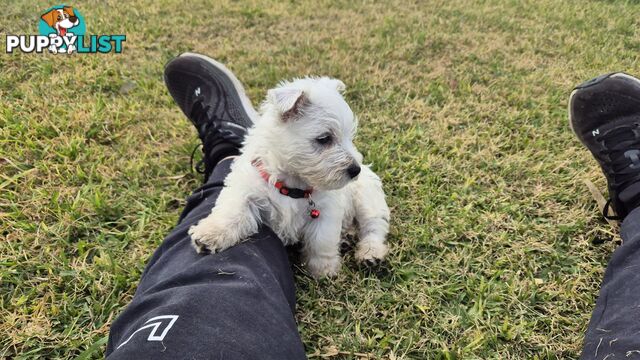 West Highland White Terrier