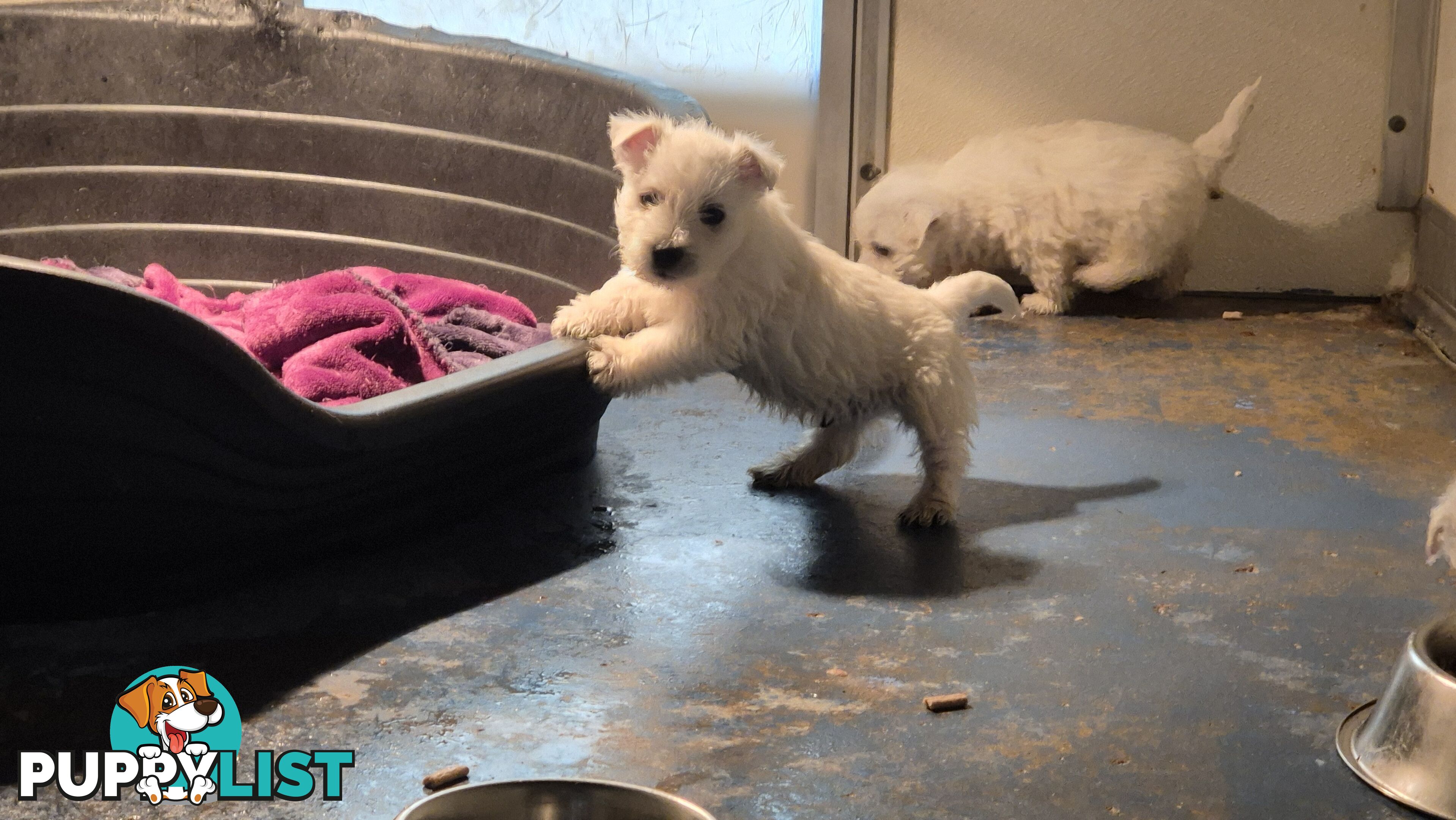 West Highland White Terrier