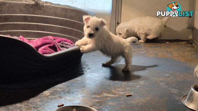 West Highland White Terrier