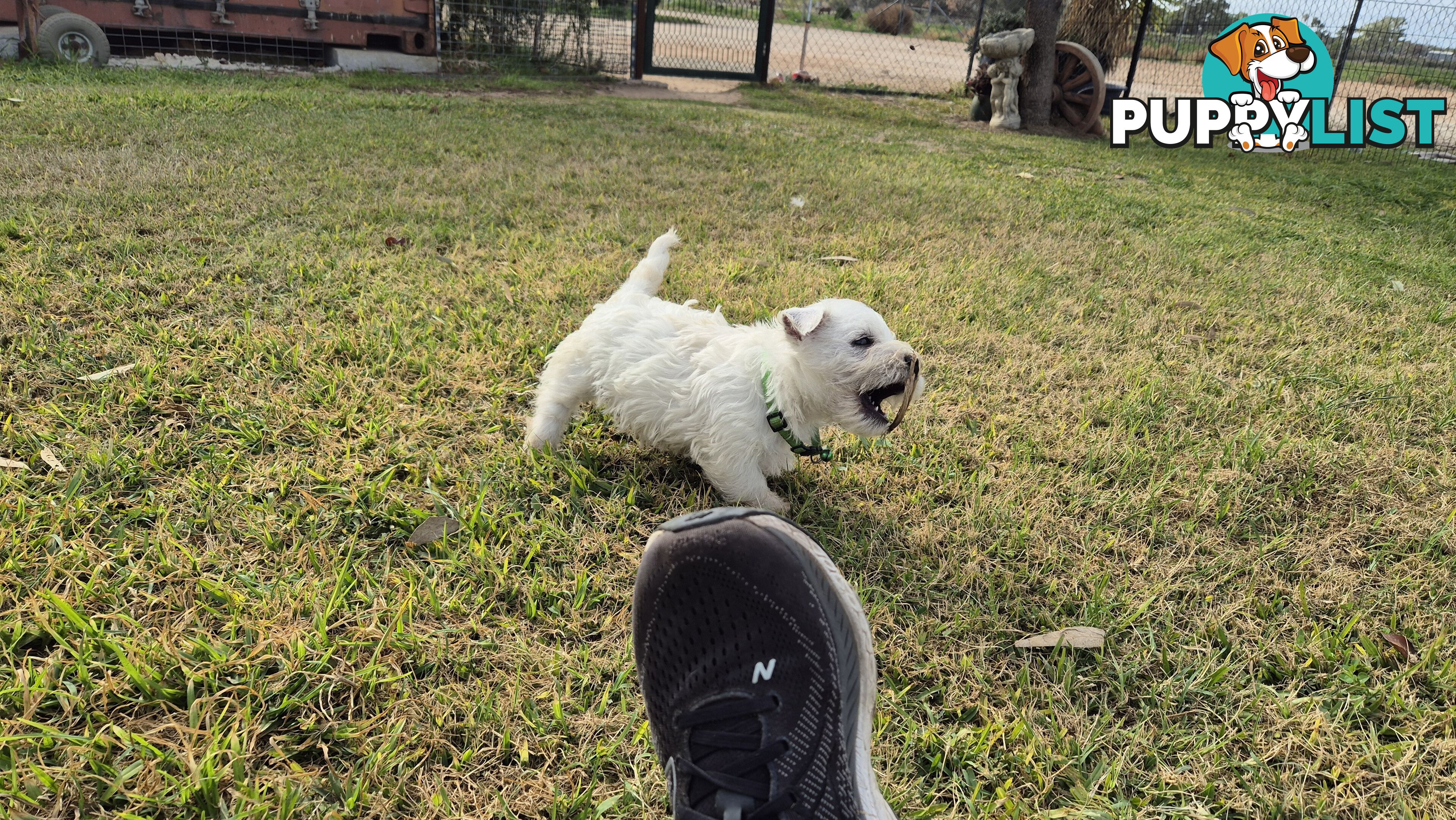 West Highland White Terrier
