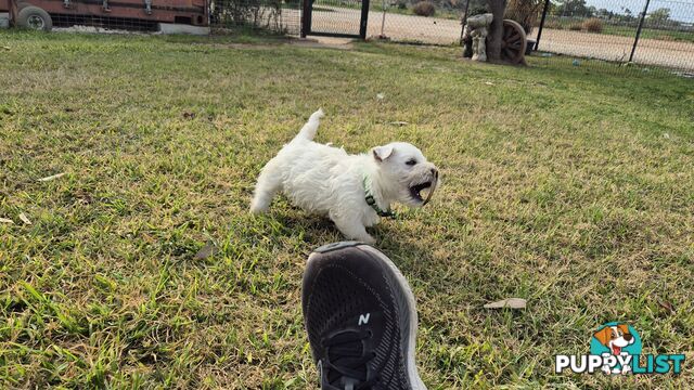 West Highland White Terrier