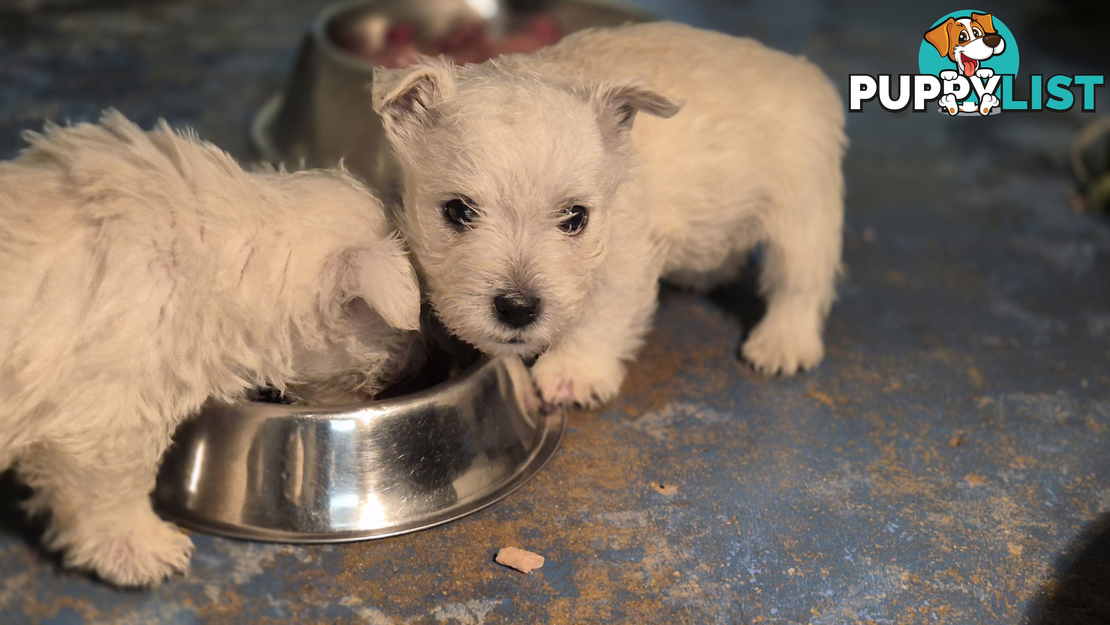 West Highland White Terrier