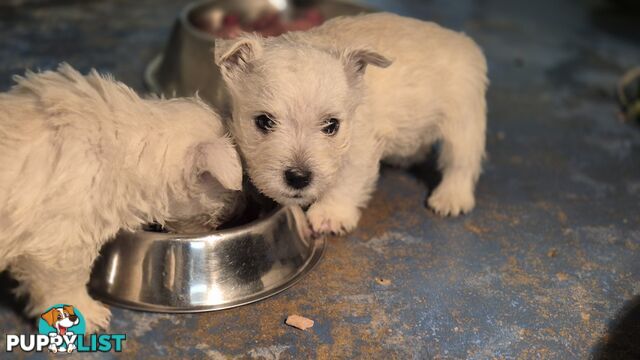 West Highland White Terrier