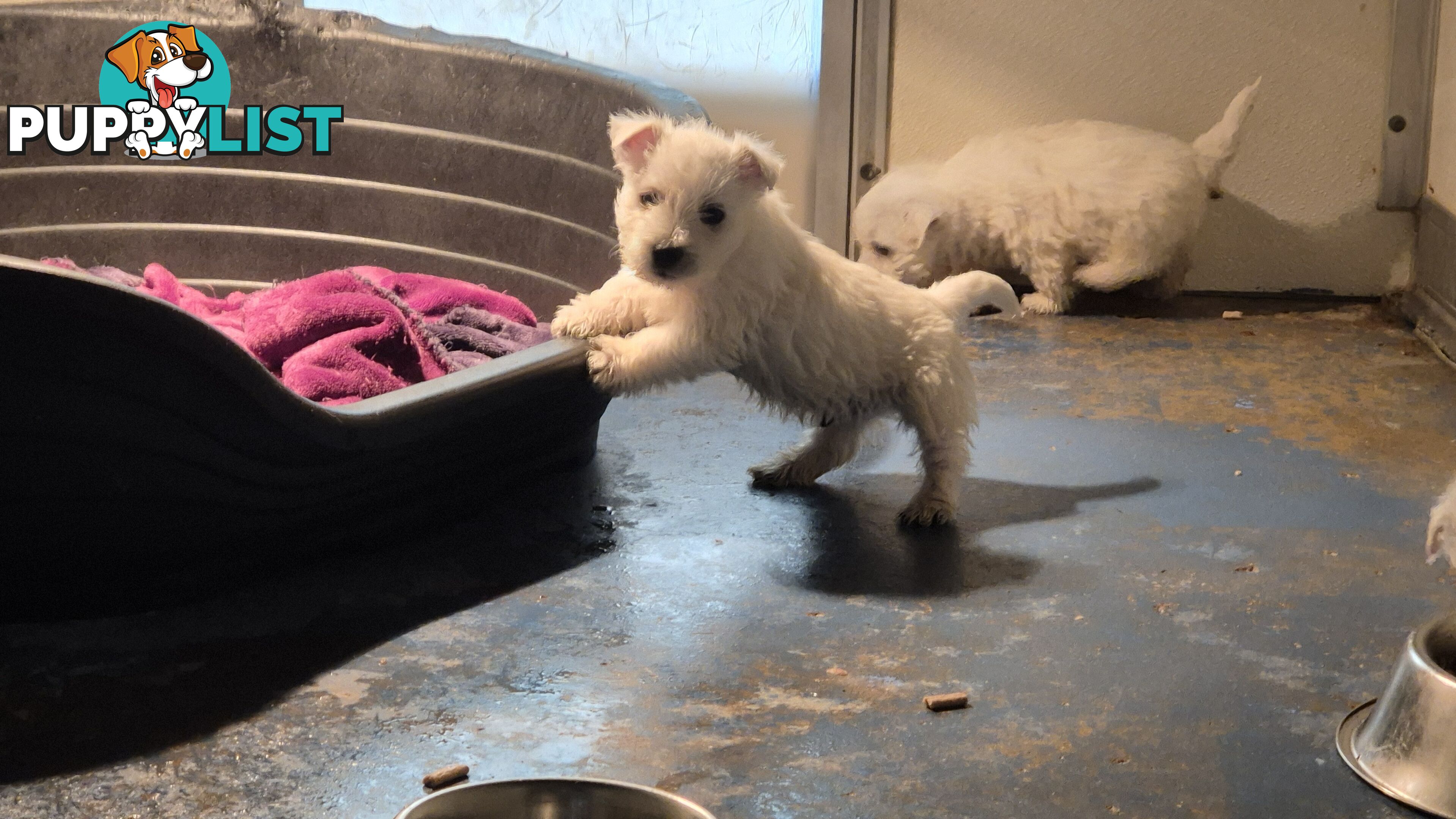 West Highland White Terrier