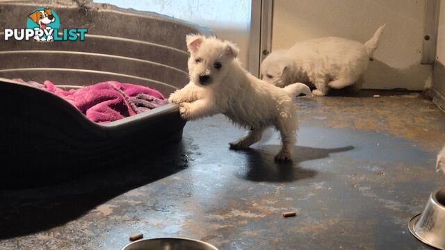 West Highland White Terrier