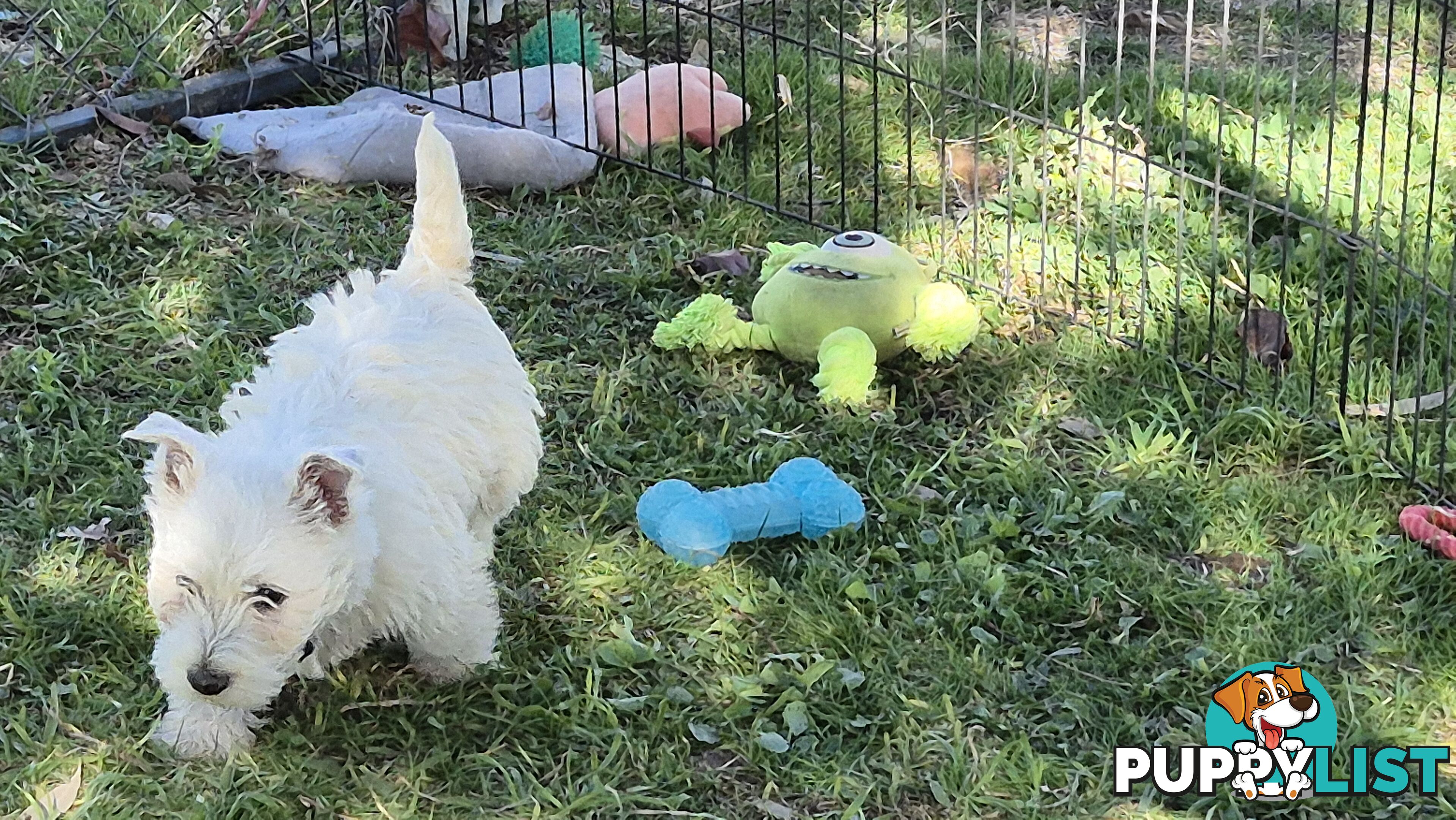 West Highland White Terrier