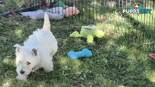 West Highland White Terrier