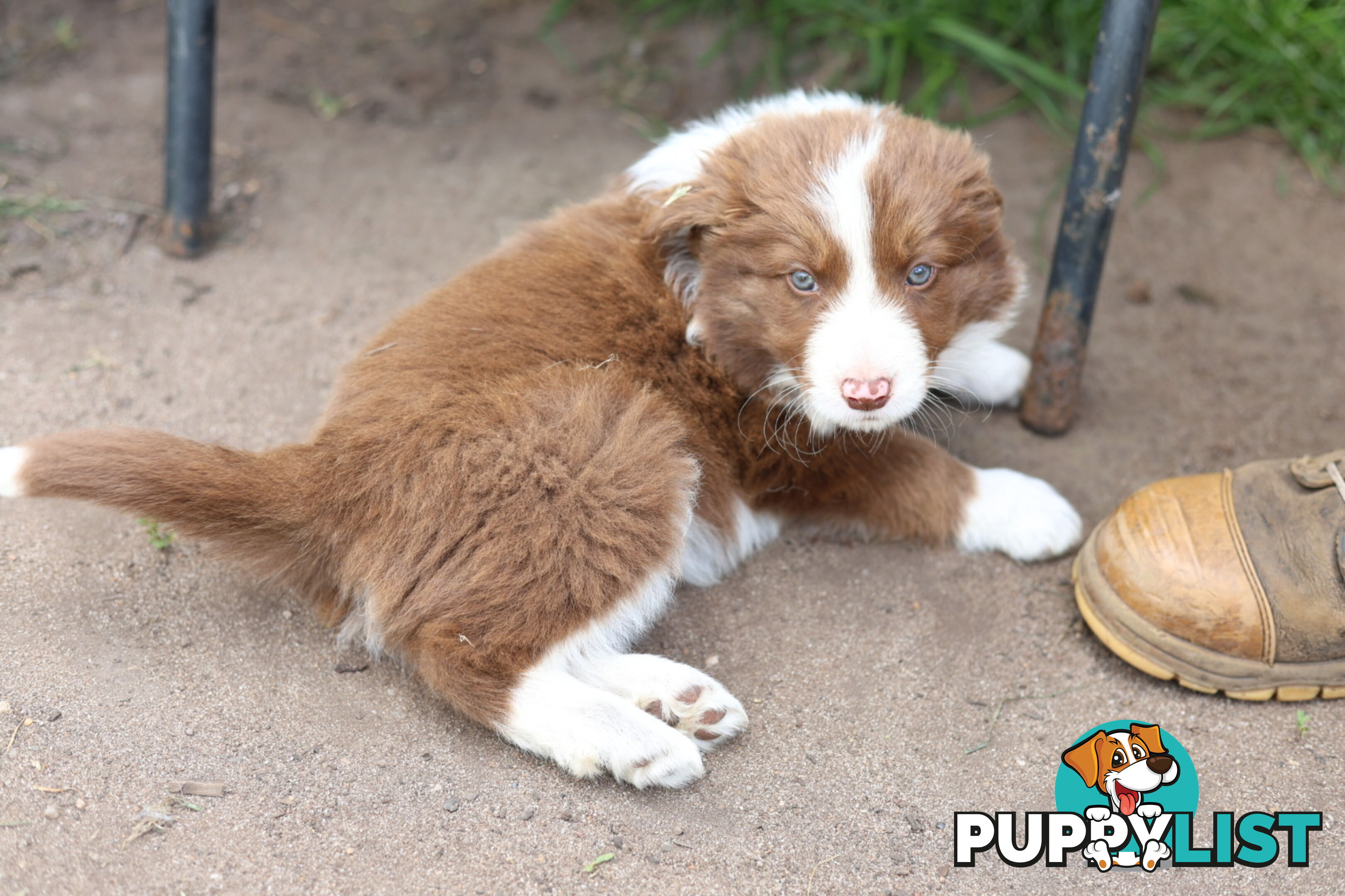 ONLY 4 LEFT Border Collie Puppies ready to go NOW!