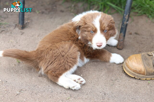 ONLY 4 LEFT Border Collie Puppies ready to go NOW!