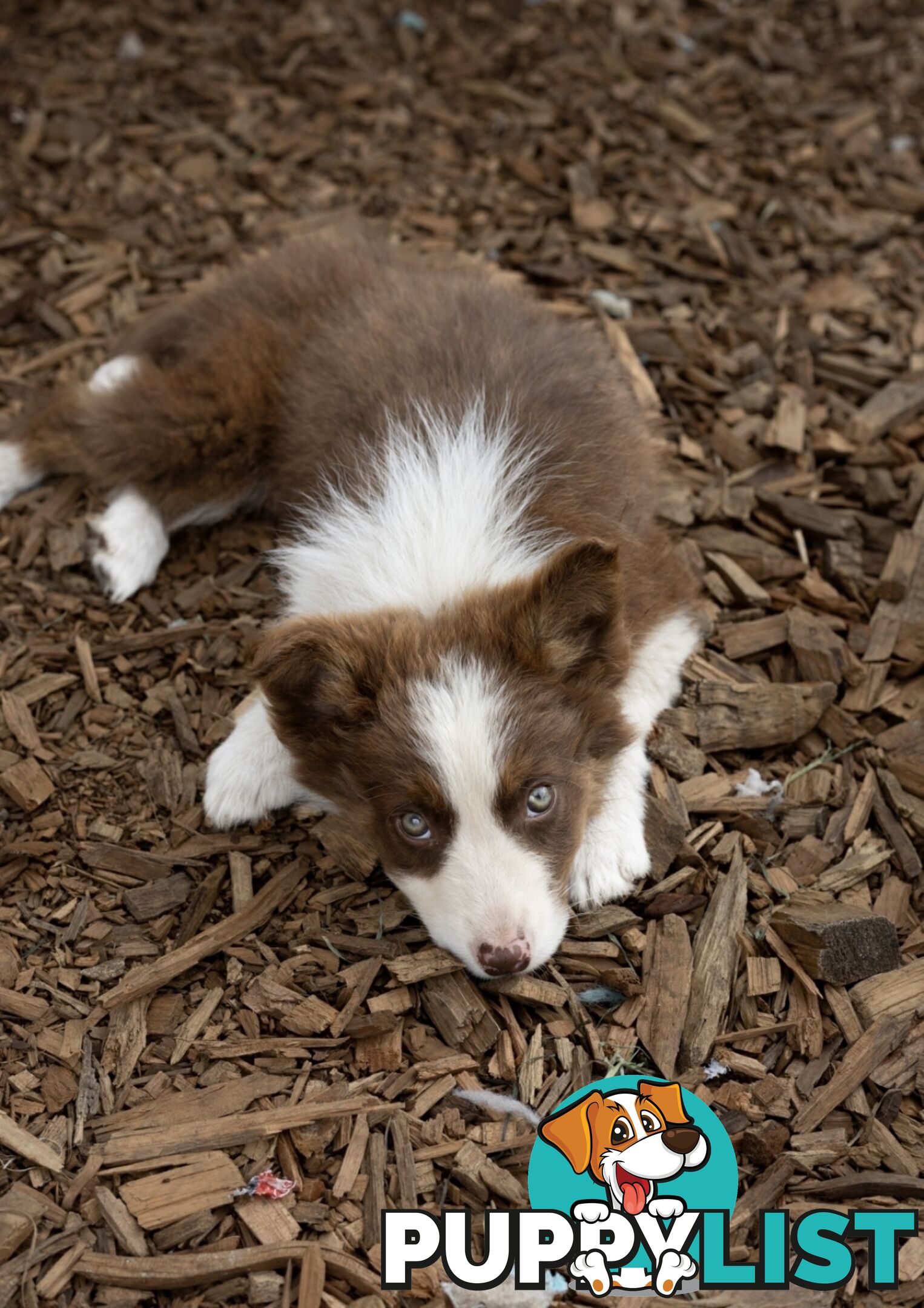 ONLY 4 LEFT Border Collie Puppies ready to go NOW!