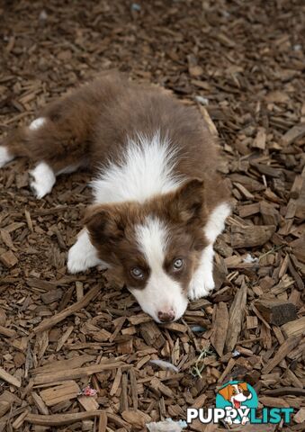 ONLY 4 LEFT Border Collie Puppies ready to go NOW!