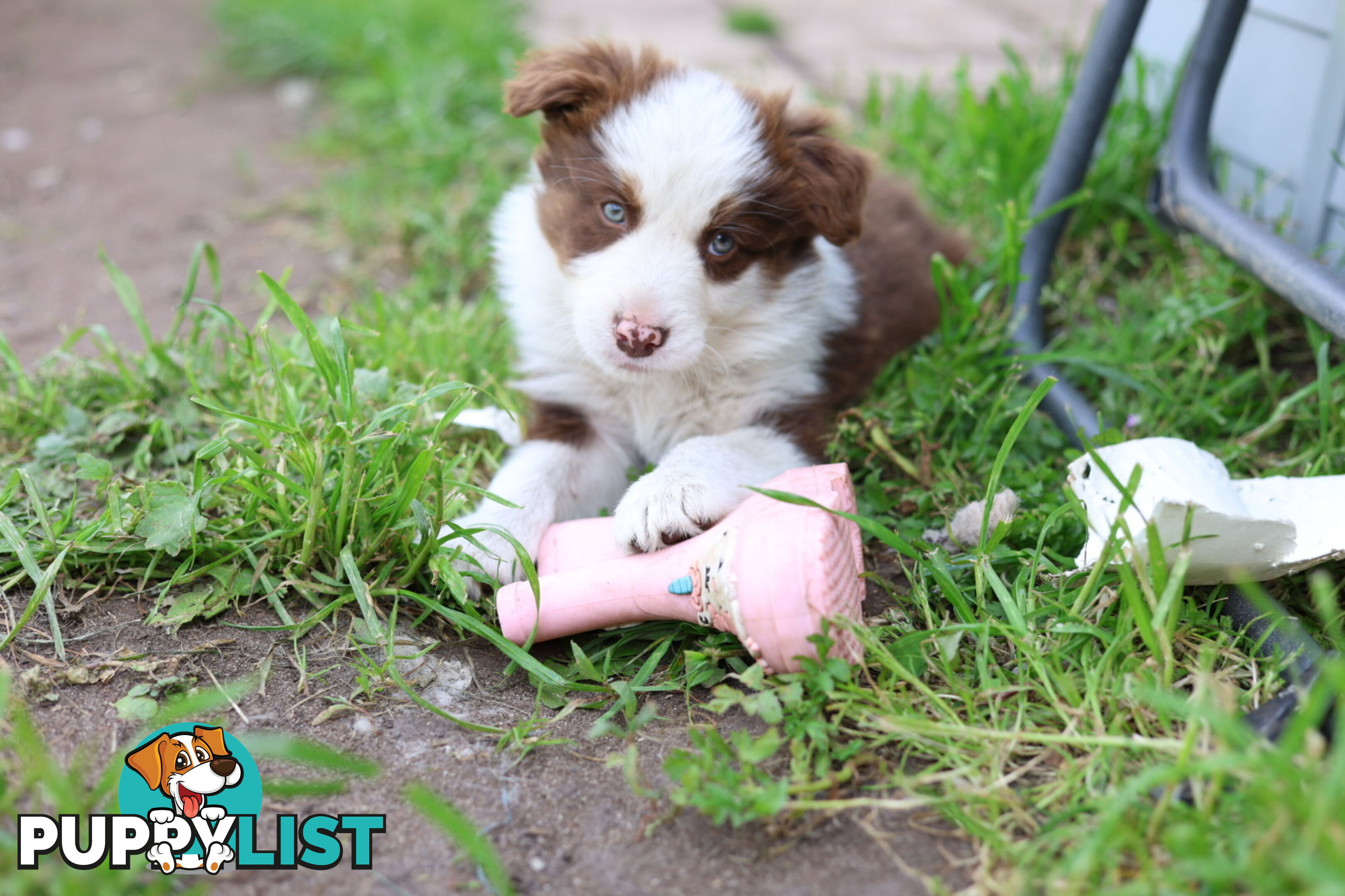 ONLY 4 LEFT Border Collie Puppies ready to go NOW!