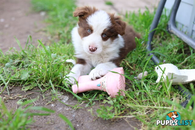 ONLY 4 LEFT Border Collie Puppies ready to go NOW!