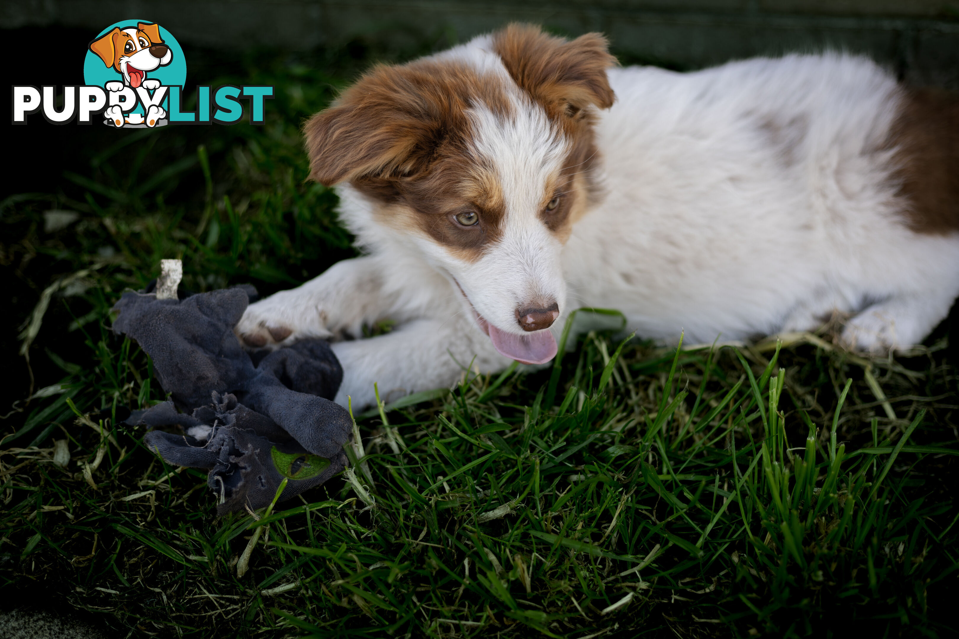 ONLY 3 LEFT Border Collie Puppies ready to go NOW!