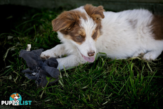 ONLY 3 LEFT Border Collie Puppies ready to go NOW!