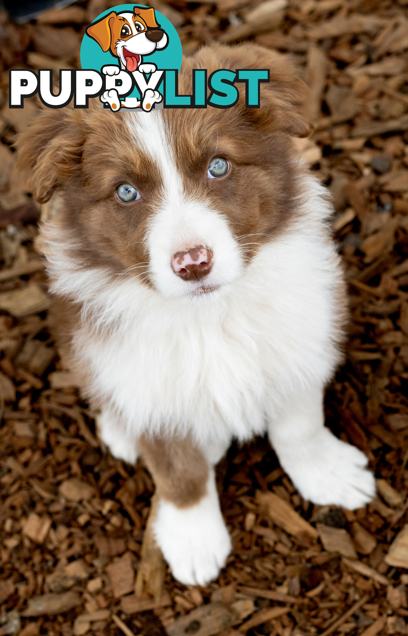 ONLY 4 LEFT Border Collie Puppies ready to go NOW!