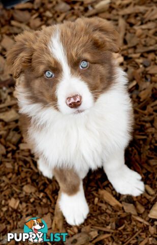 ONLY 4 LEFT Border Collie Puppies ready to go NOW!