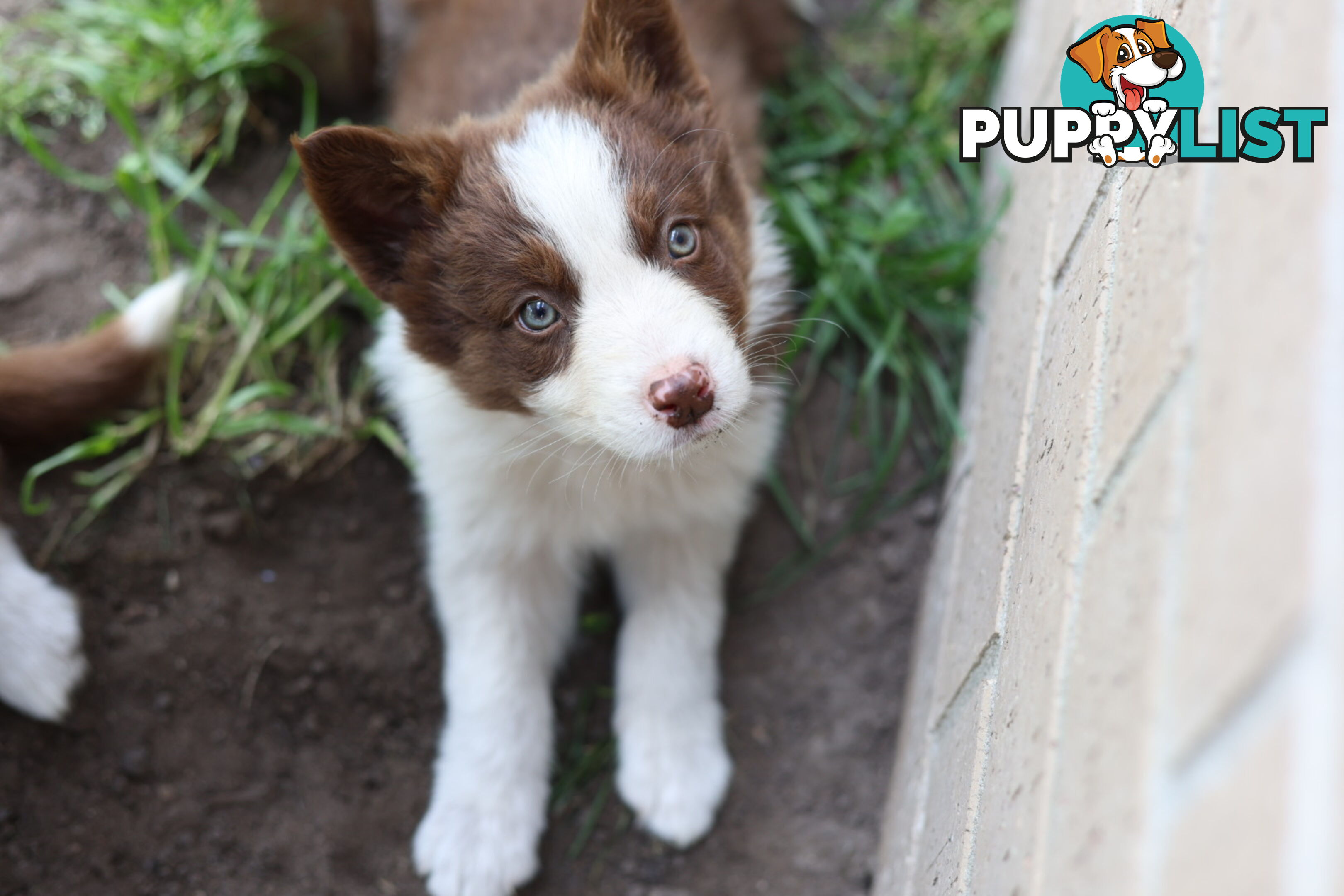 ONLY 4 LEFT Border Collie Puppies ready to go NOW!