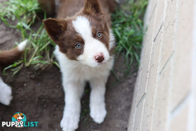 ONLY 4 LEFT Border Collie Puppies ready to go NOW!