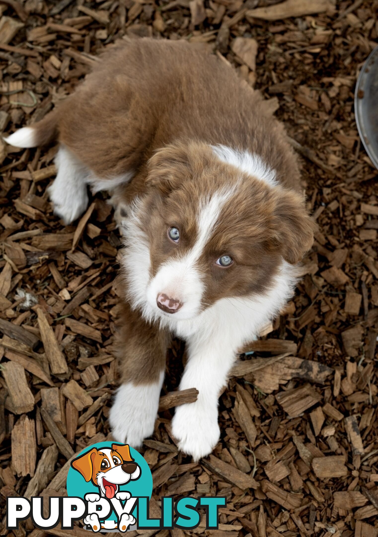 ONLY 4 LEFT Border Collie Puppies ready to go NOW!