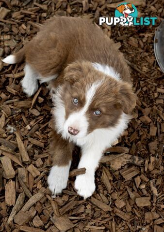 ONLY 4 LEFT Border Collie Puppies ready to go NOW!