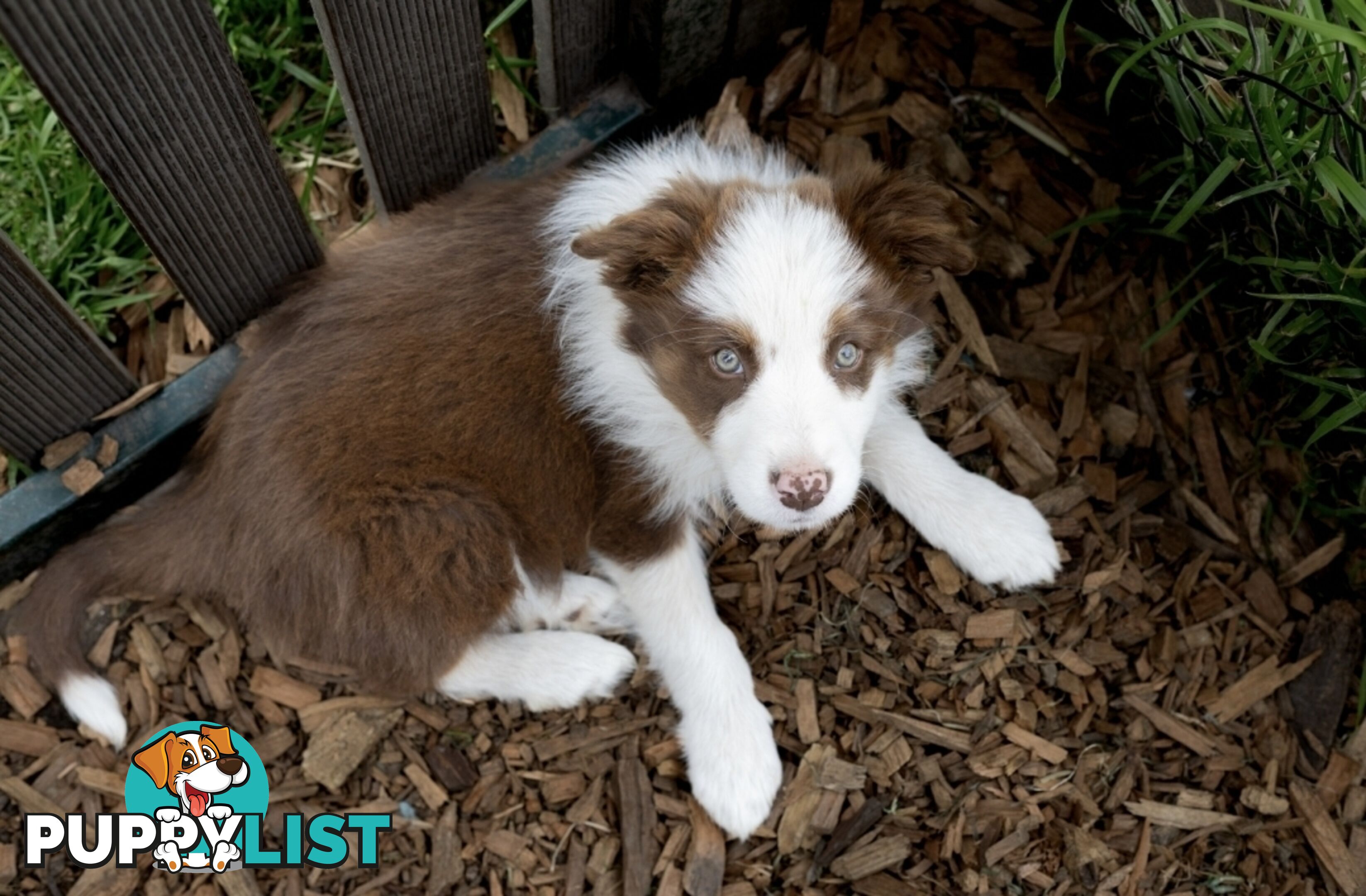 ONLY 4 LEFT Border Collie Puppies ready to go NOW!