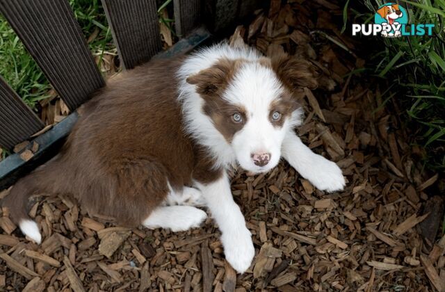 ONLY 4 LEFT Border Collie Puppies ready to go NOW!