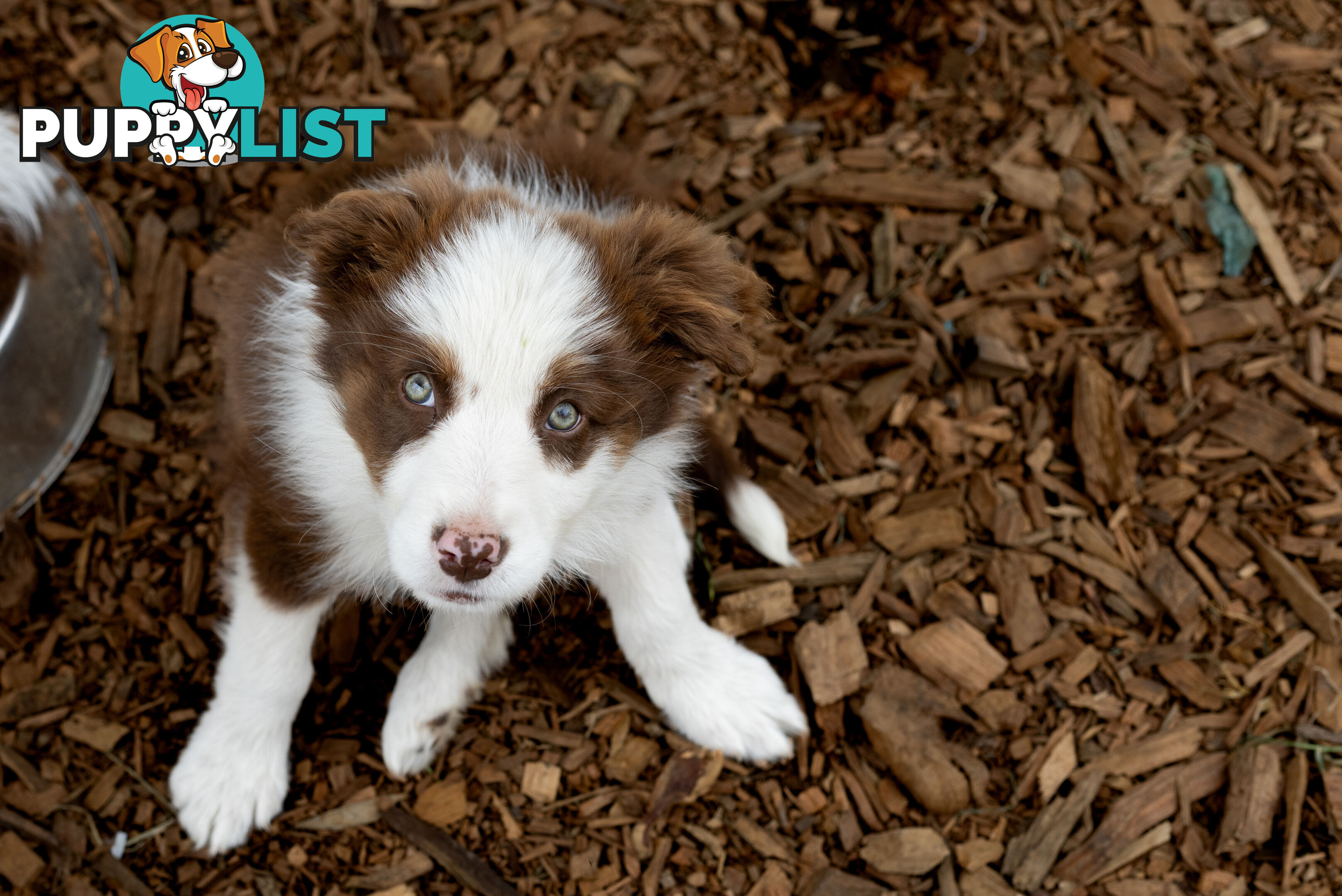 ONLY 4 LEFT Border Collie Puppies ready to go NOW!