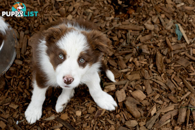 ONLY 4 LEFT Border Collie Puppies ready to go NOW!