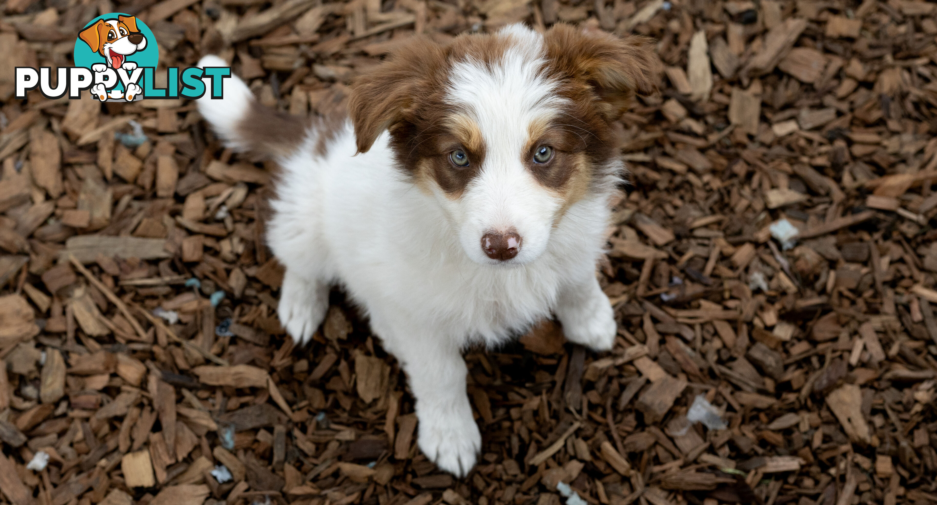 ONLY 4 LEFT Border Collie Puppies ready to go NOW!