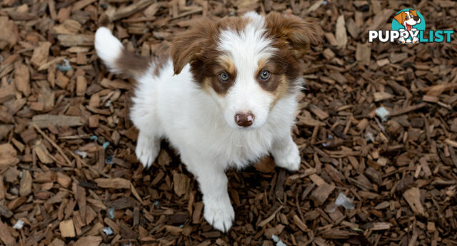 ONLY 4 LEFT Border Collie Puppies ready to go NOW!