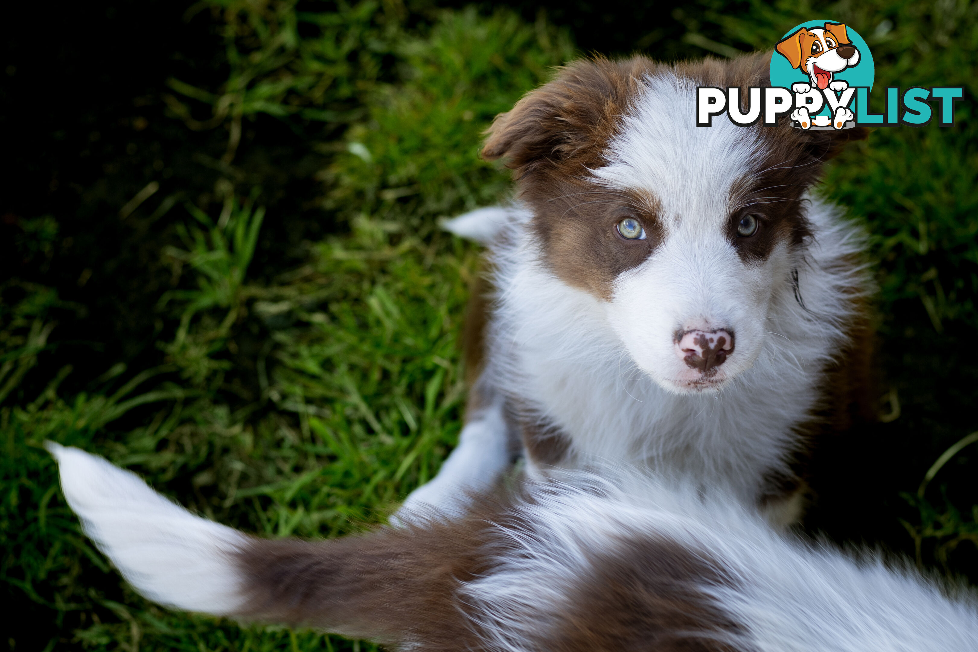 ONLY 3 LEFT Border Collie Puppies ready to go NOW!