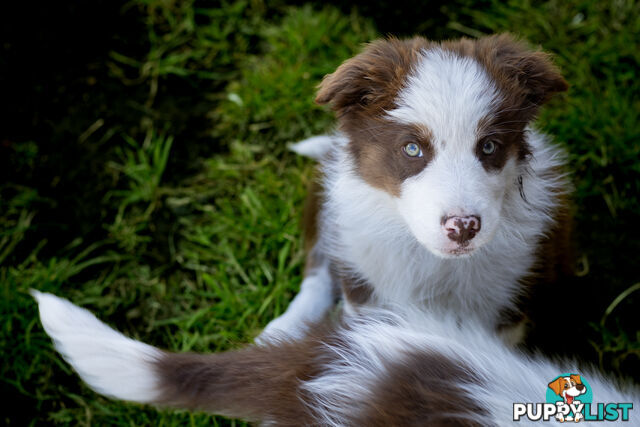 ONLY 3 LEFT Border Collie Puppies ready to go NOW!