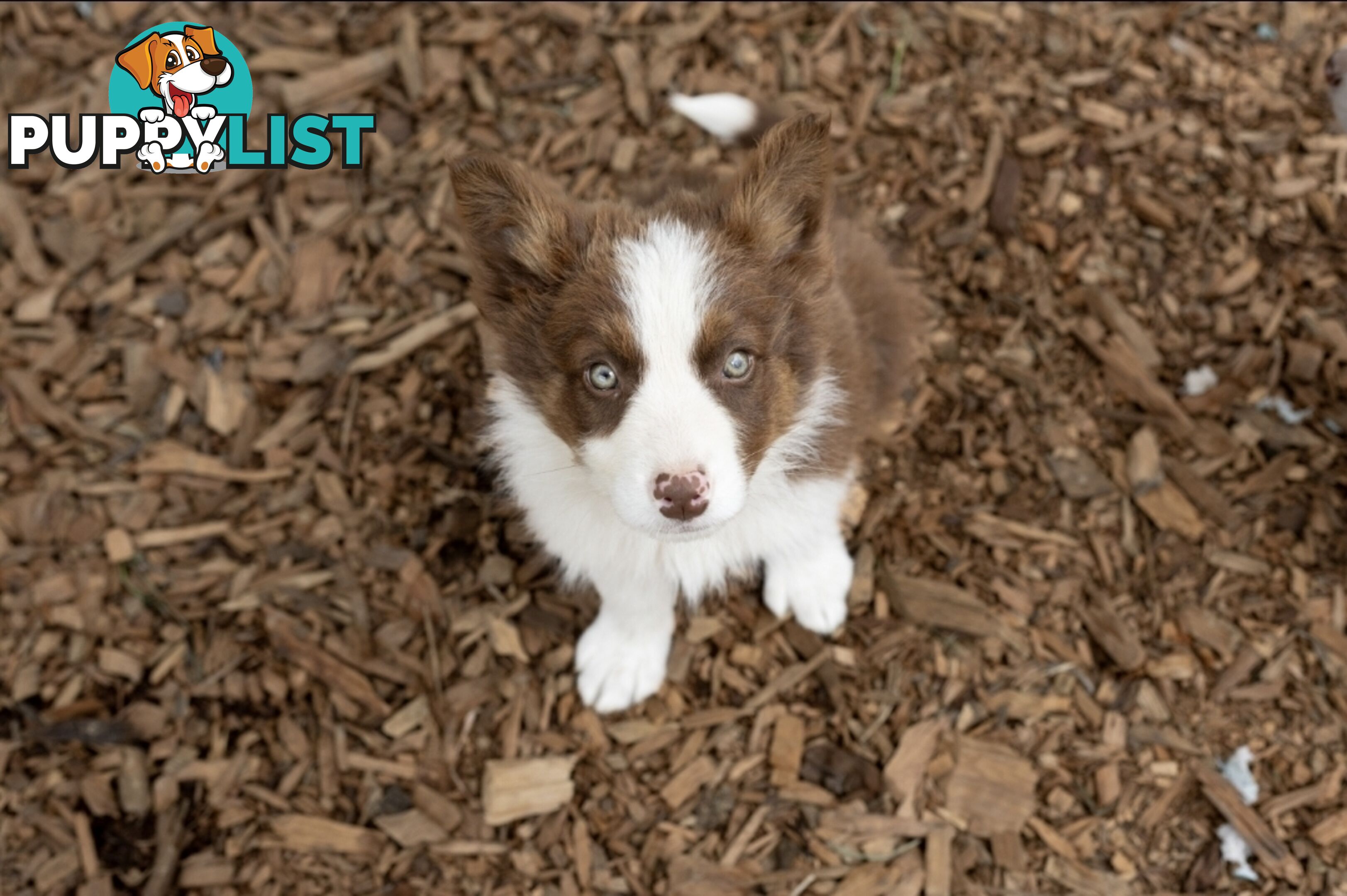 ONLY 4 LEFT Border Collie Puppies ready to go NOW!