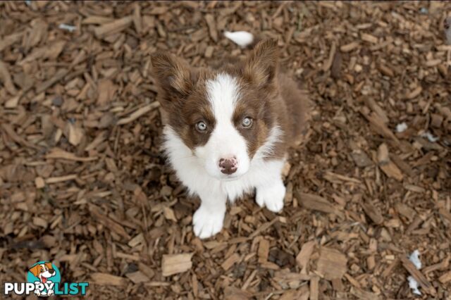 ONLY 4 LEFT Border Collie Puppies ready to go NOW!