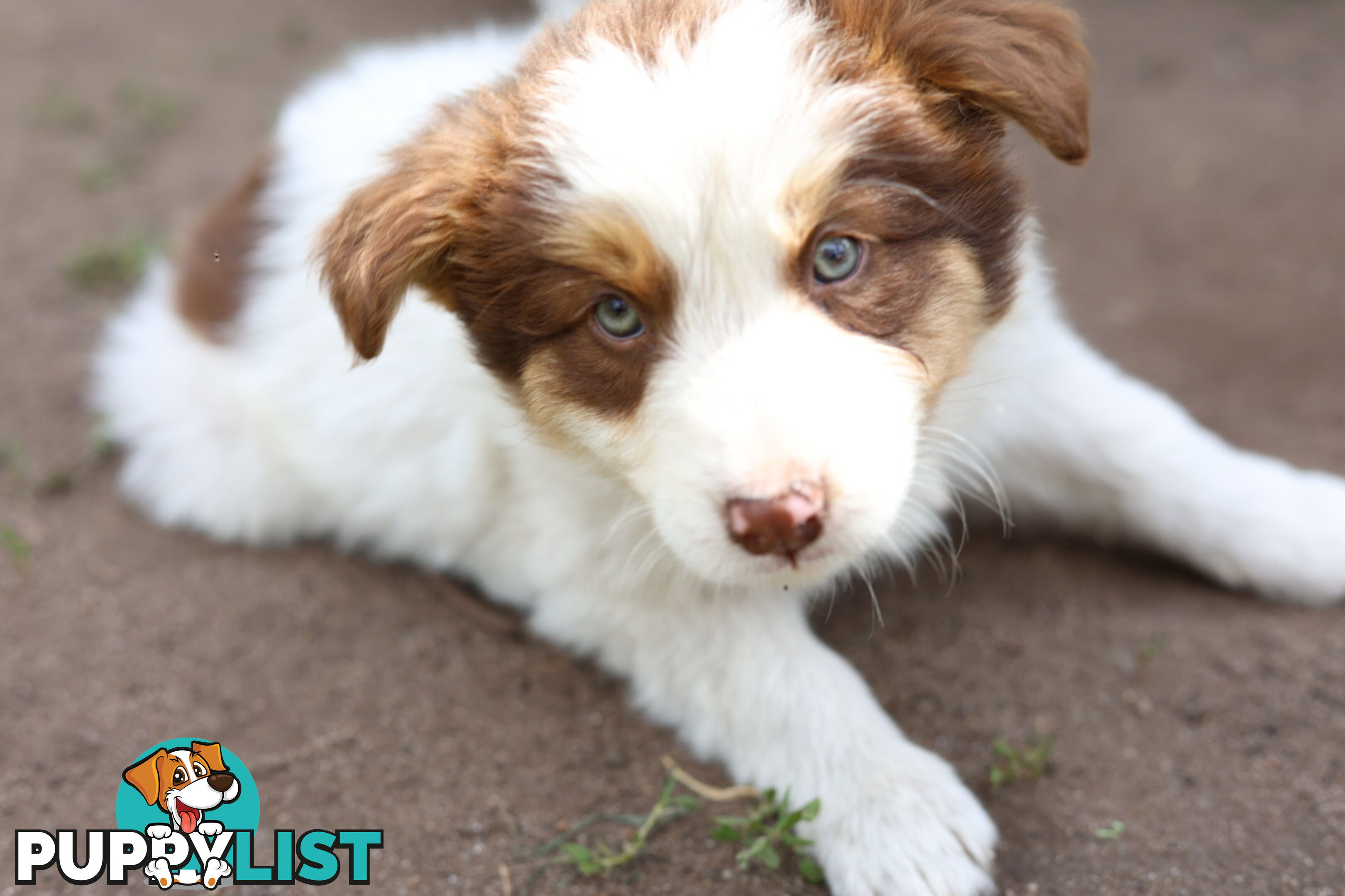 ONLY 4 LEFT Border Collie Puppies ready to go NOW!