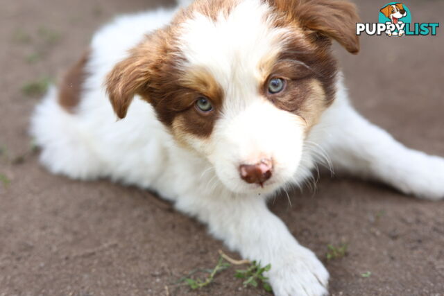 ONLY 4 LEFT Border Collie Puppies ready to go NOW!