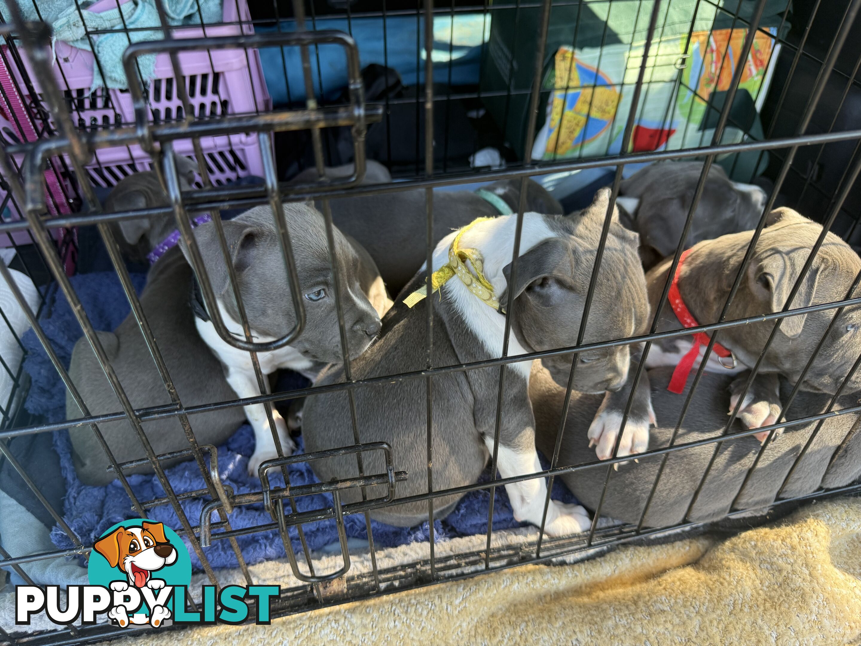 Blue American staffy puppies