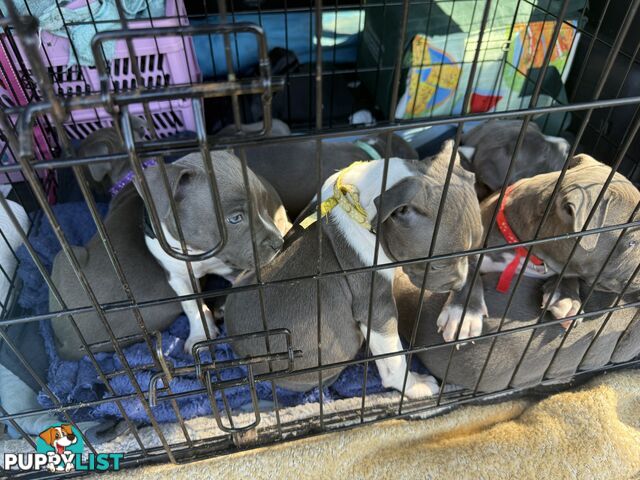 Blue American staffy puppies