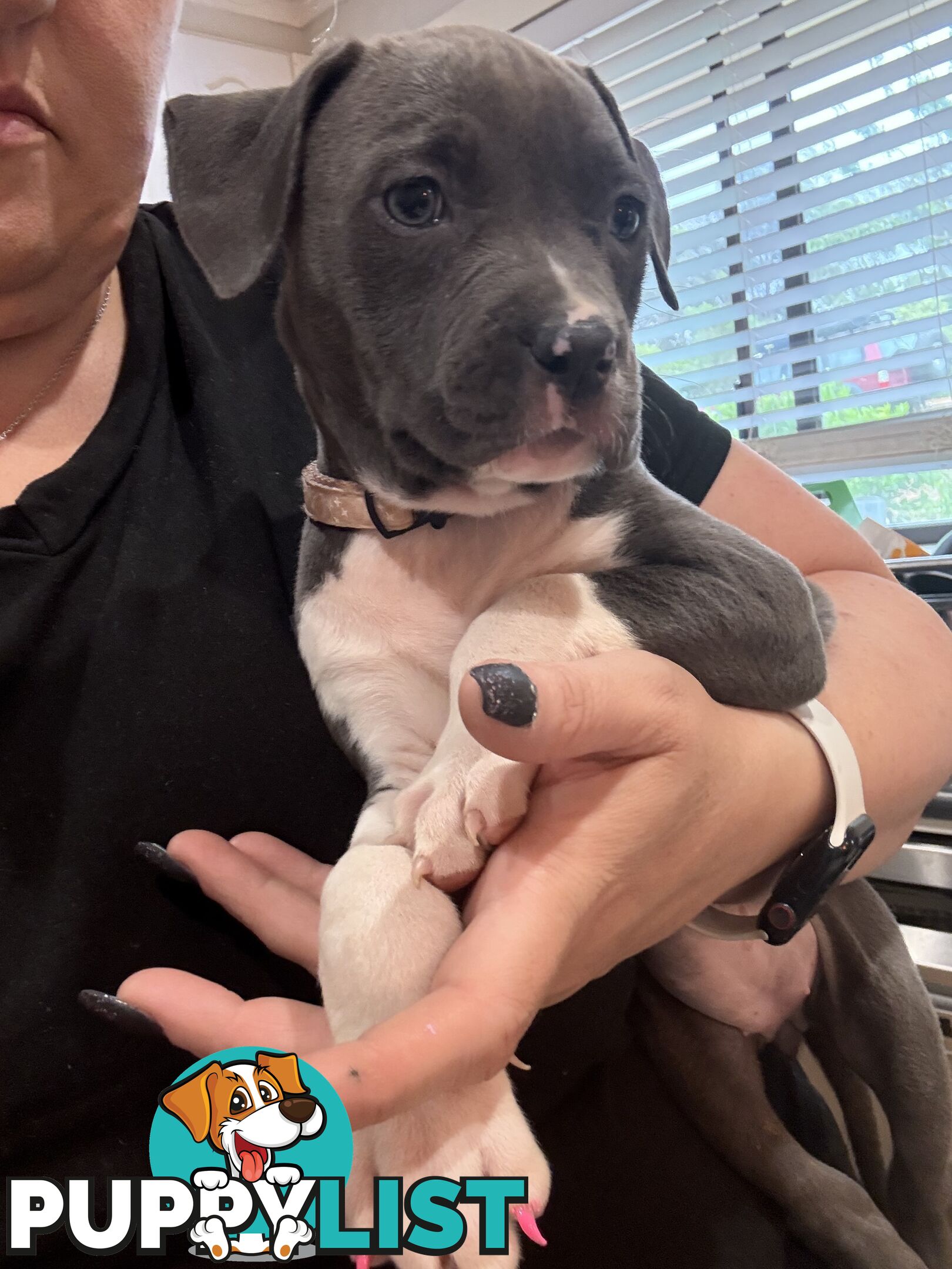 Blue American staffy puppies