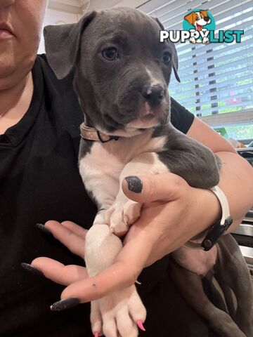 Blue American staffy puppies