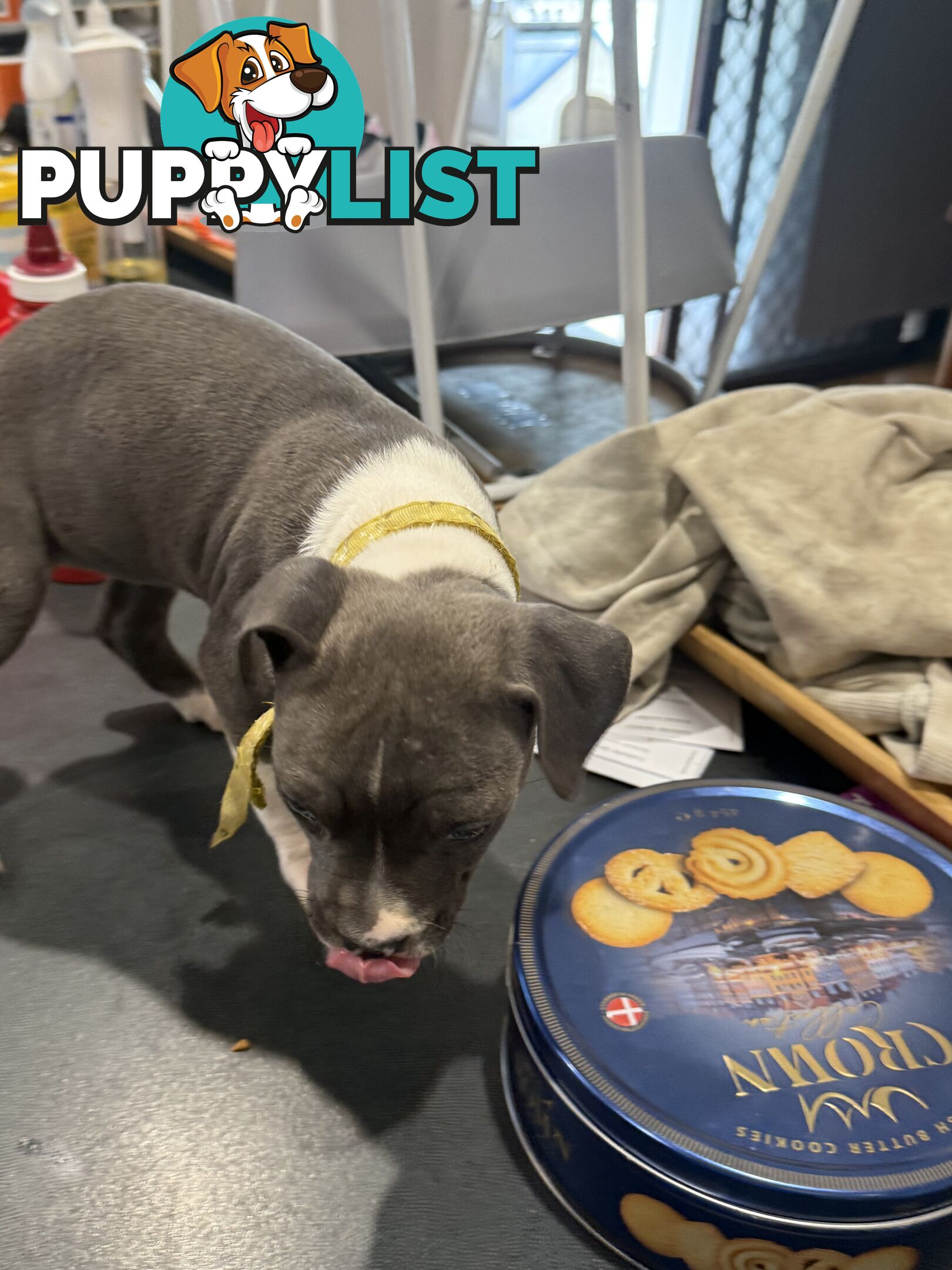 Blue American staffy puppies