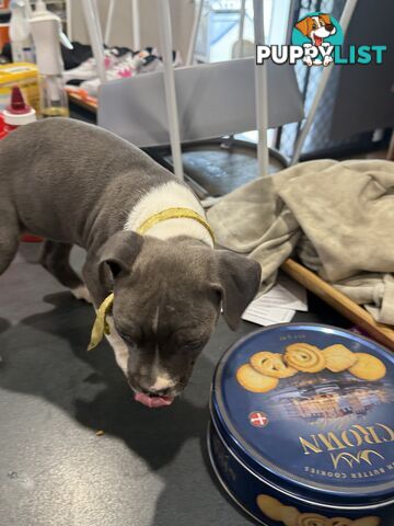 Blue American staffy puppies