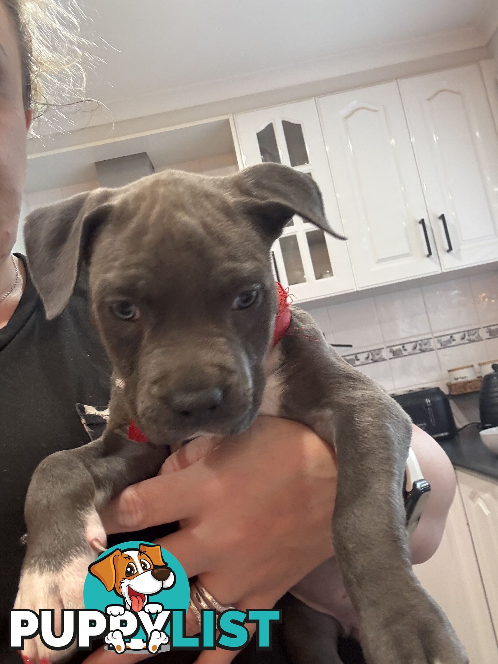 Blue American staffy puppies